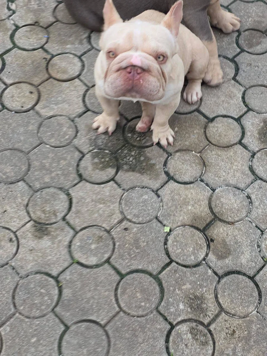 A cream French Bulldog outdoors