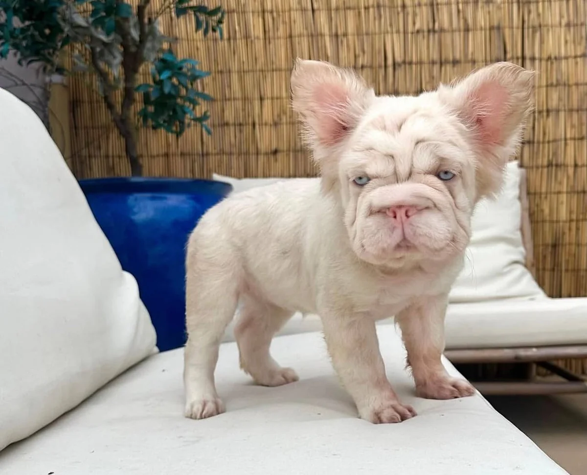 A fluffy Frenchie standing on a light outdoor cushion