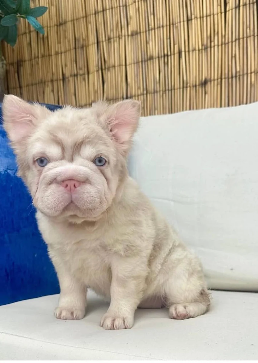 A light-coated fluffy Frenchie sitting on a cushion