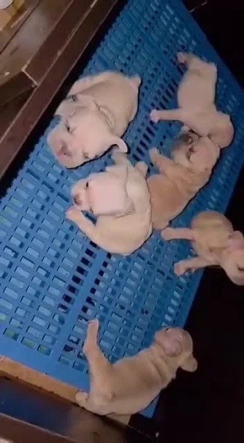 A group of puppies together indoors