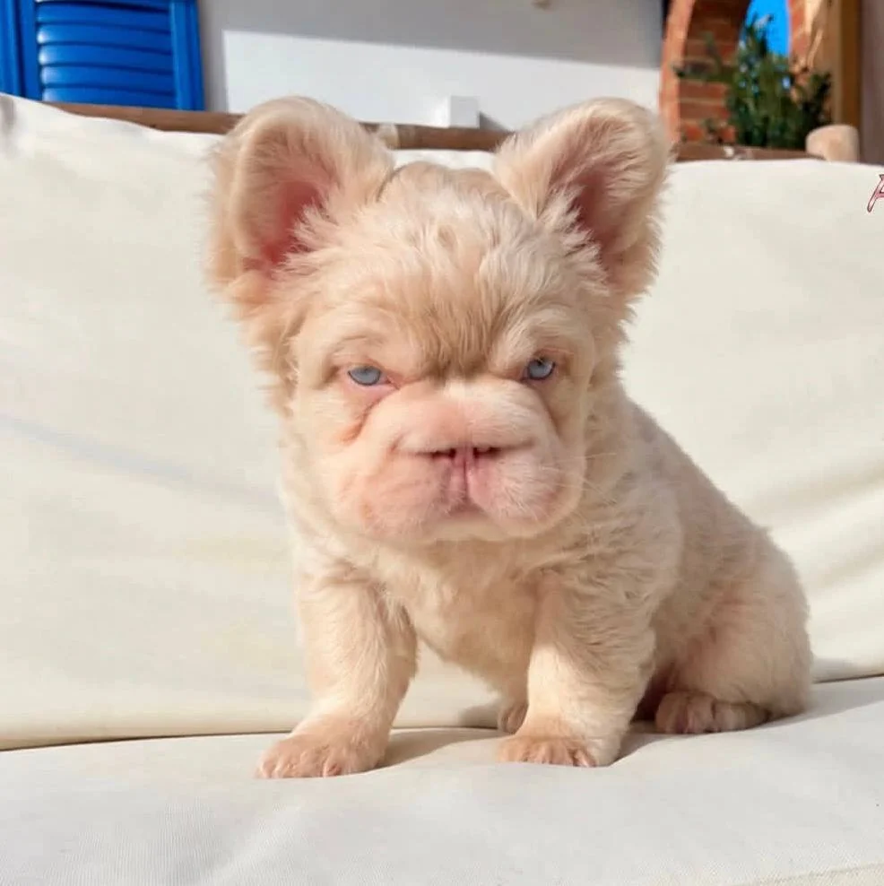 A tan fluffy Frenchie looking toward the camera