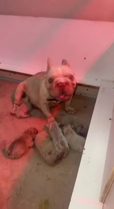 A French Bulldog resting with newborn puppies