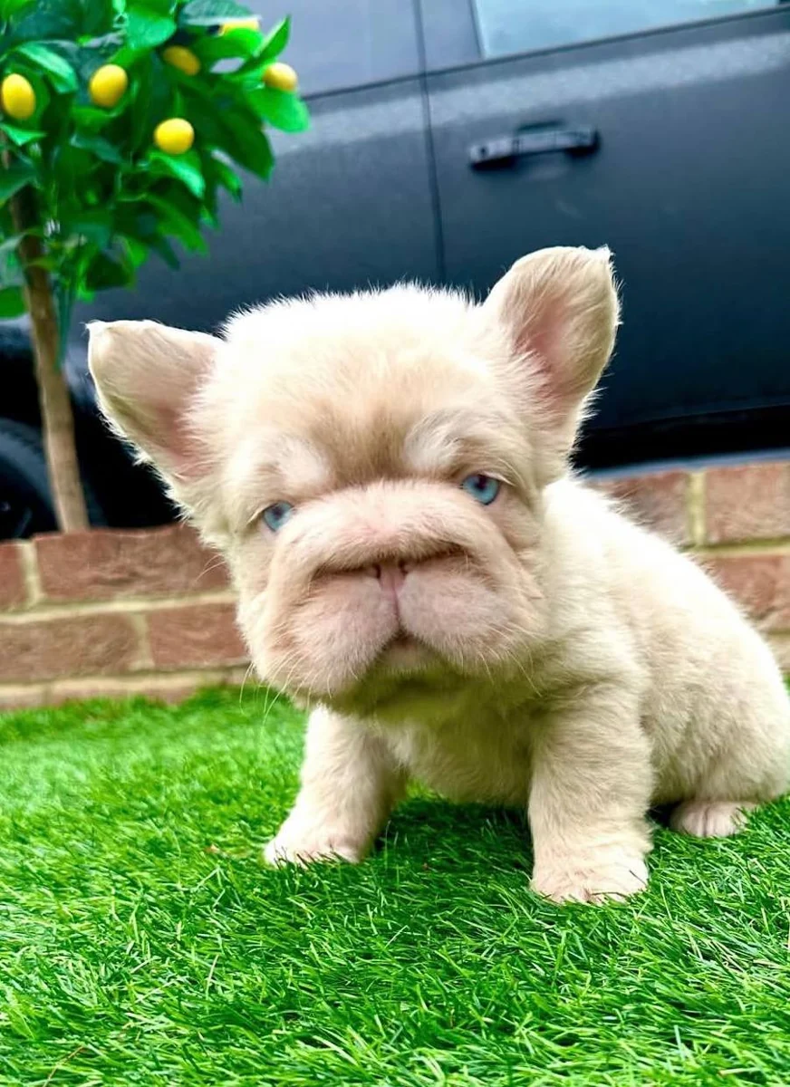 A fluffy Frenchie sitting on the grass
