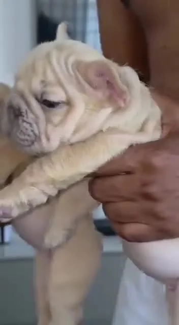 A close-up of a Frenchie being held
